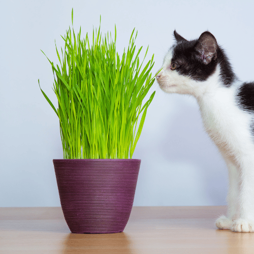 Pflanzen für Heimtiere