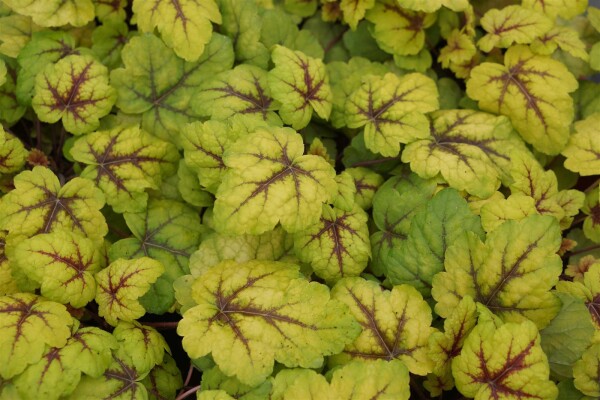 Purpurglöckchen (Heuchera), Sorte: Stoplight, im 12cm Topf