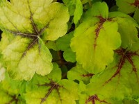 Purpurgl&ouml;ckchen (Heuchera), Sorte: Stoplight, im 12cm Topf