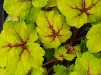 Purpurgl&ouml;ckchen (Heuchera), Sorte: Stoplight, im 12cm Topf