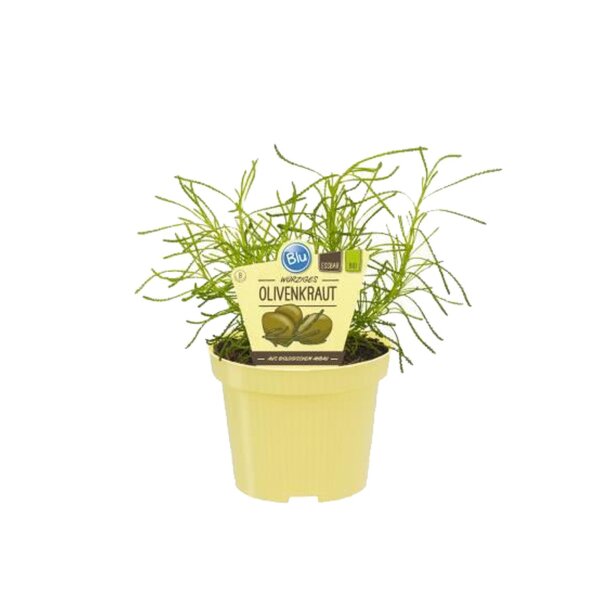 Bio Olivenkraut (Santolina viridis) im 12cm Topf