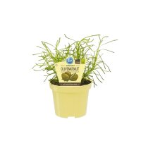 Bio Olivenkraut (Santolina viridis) im 12cm Topf