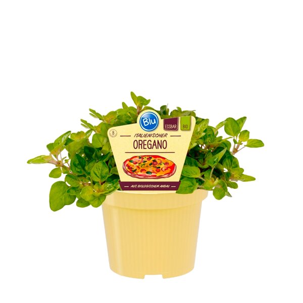 Bio Oregano (Origanum vulgare) im 12cm Topf