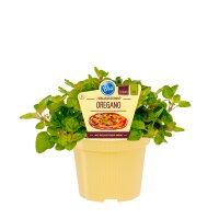 Bio Oregano (Origanum vulgare) im 12cm Topf