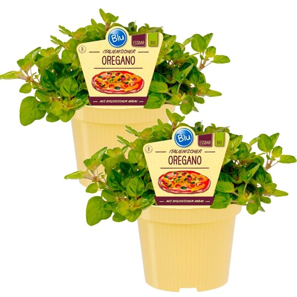 Bio Oregano (Origanum vulgare), je im 12cm Topf, 2 Pflanzen im Set