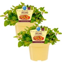 Bio Oregano (Origanum vulgare), je im 12cm Topf, 2...