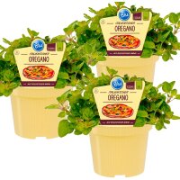 Bio Oregano (Origanum vulgare), je im 12cm Topf, 3...