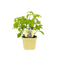 Bio Pilzkraut (Rungia klossii) im 12cm Topf