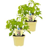 Bio Pilzkraut (Rungia klossii), je im 12cm Topf, 2...