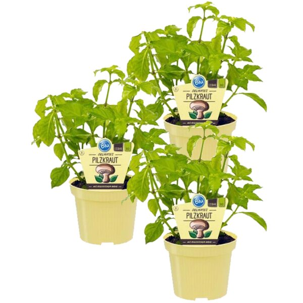 Bio Pilzkraut (Rungia klossii), je im 12cm Topf, 3 Pflanzen im Set