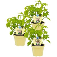 Bio Pilzkraut (Rungia klossii), je im 12cm Topf, 3...