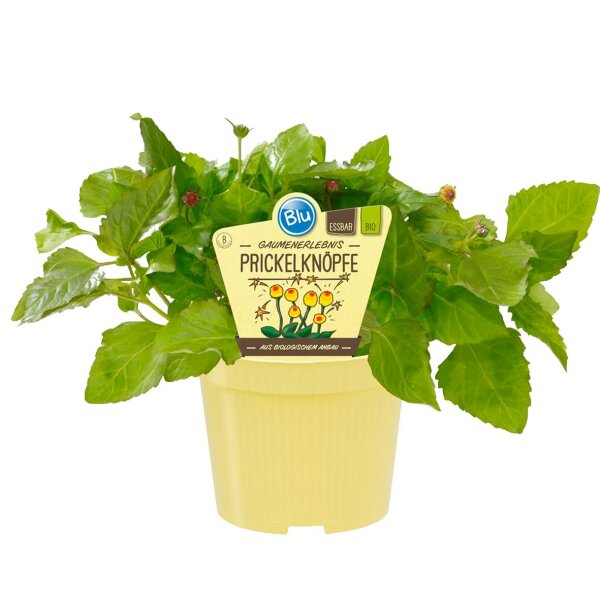 Bio Prickelknöpfe (Spilanthes oleracea) im 12cm Topf
