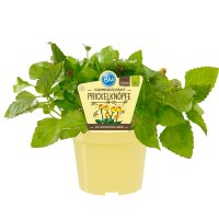 Bio Prickelknöpfe (Spilanthes oleracea) im 12cm Topf