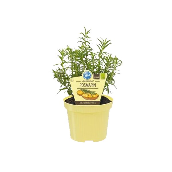 Bio Rosmarin (Rosmarinus officinalis) im 12cm Topf