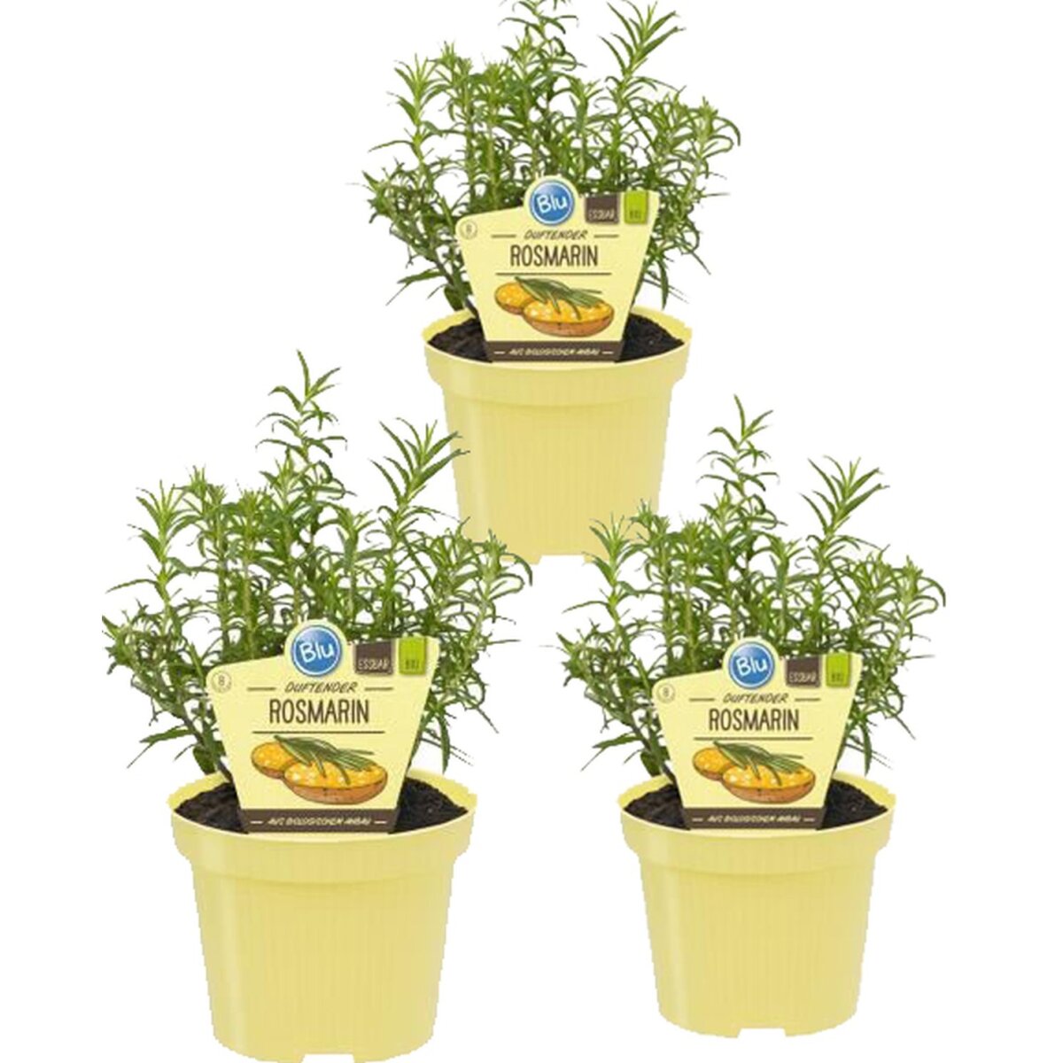 Bio Rosmarin (Rosmarinus officinalis), je im 12cm Topf, 3 Pflanzen im