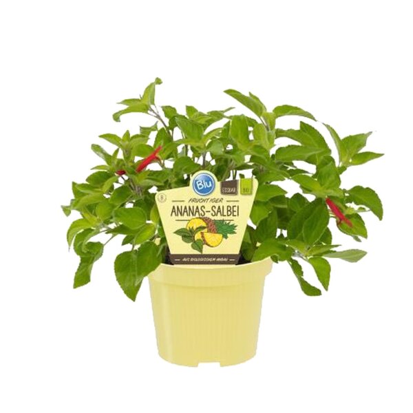 Bio Salbei Ananas-Salbei (Salvia rutilans), im12cm Topf