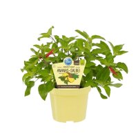 Bio Salbei Ananas-Salbei (Salvia rutilans), im12cm Topf