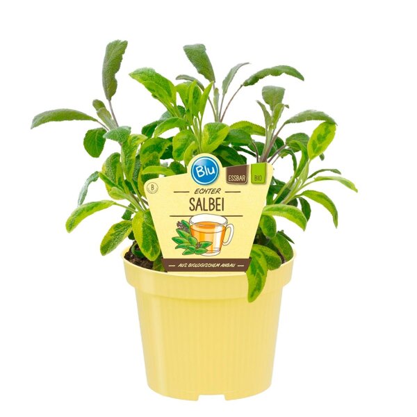 Bio Salbei Echter Salbei (Salvia officinalis), im 12cm Topf