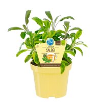 Bio Salbei Echter Salbei (Salvia officinalis), im 12cm Topf