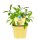 Bio Salbei Echter Salbei (Salvia officinalis), im 12cm Topf