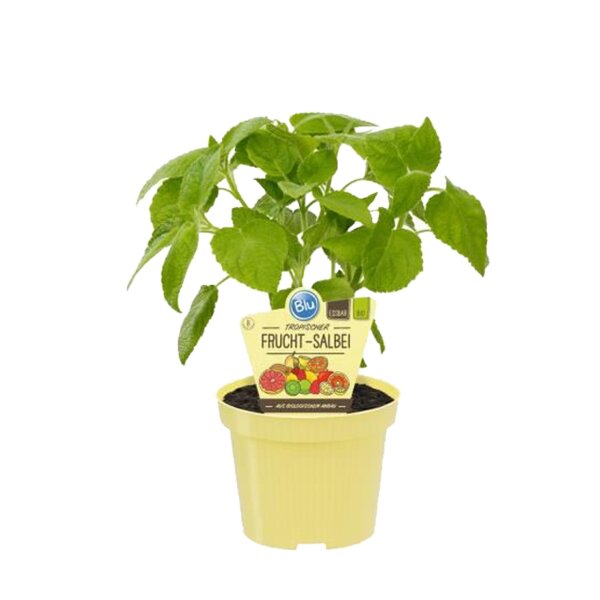 Bio Salbei Fruchtsalbei (Salvia dorisiana), im 12cm Topf