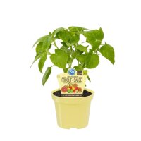 Bio Salbei Fruchtsalbei (Salvia dorisiana), im 12cm Topf