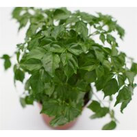 Zimmeresche, (Radermachera sinica), im 12cm Topf