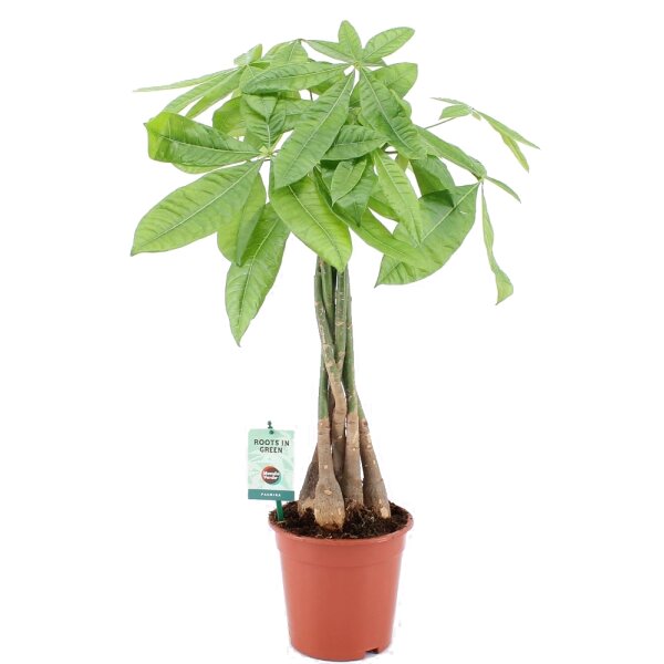 Glückskastanie (Pachira aquatica), ca. 80cm hoch, im...