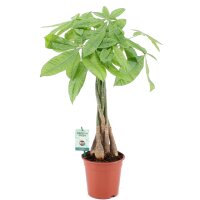 Glückskastanie (Pachira aquatica), ca. 80cm hoch, im...