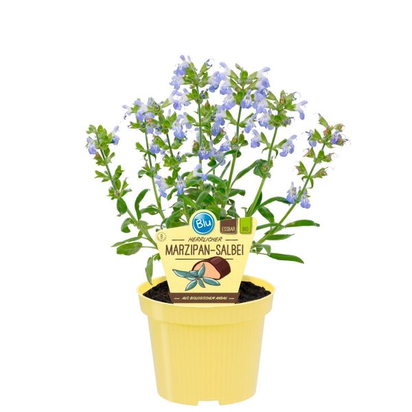 Bio Salbei Marzipan-Salbei (Salvia officinalis Nazareth) im 12cm Topf