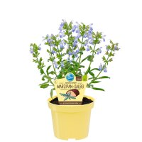 Bio Salbei Marzipan-Salbei (Salvia officinalis Nazareth)...