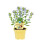 Bio Salbei Marzipan-Salbei (Salvia officinalis Nazareth) im 12cm Topf