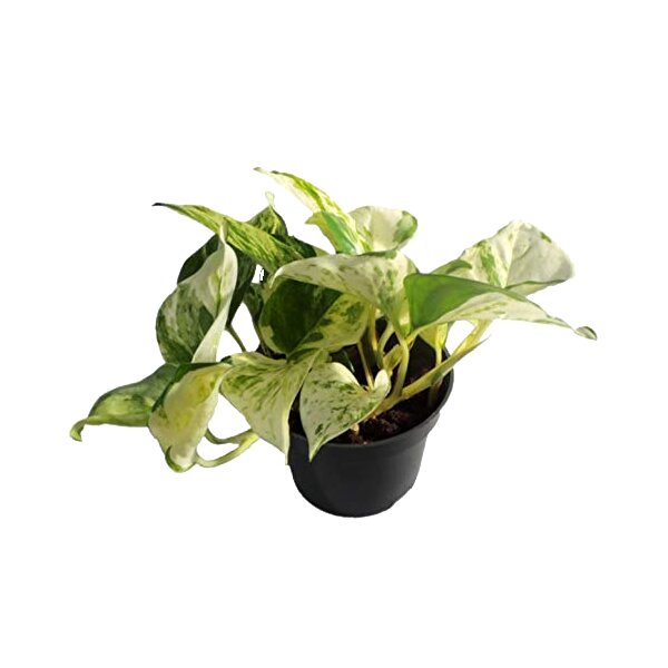 Efeutute, (Epipremnum aureum), Topf  Sorte: Happy Leaf,...