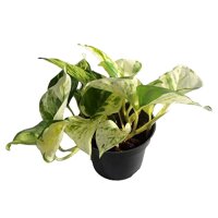 Efeutute, (Epipremnum aureum), Topf  Sorte: Happy Leaf,...