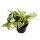 Efeutute, (Epipremnum aureum), Topf  Sorte: Happy Leaf, im 12cm Topf