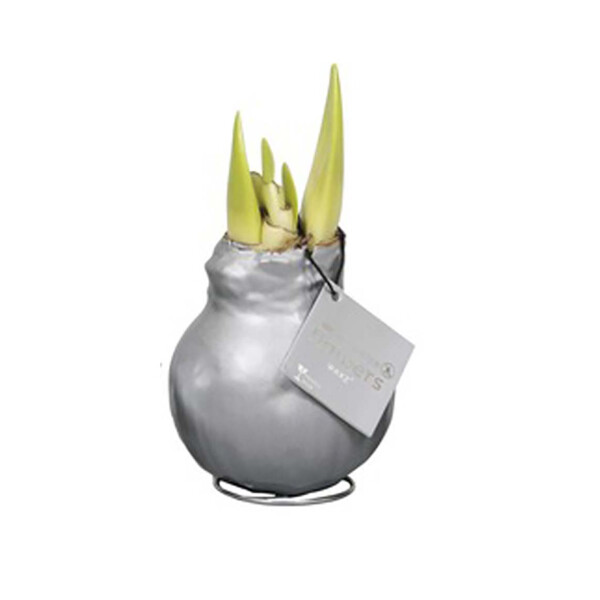 Waxz® Amarylliszwiebel (Hippeastrum Hybride), Wachskleid in der Farbe: silber