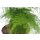 Federspargel, Zierspargel, (Asparagus setaceus plumosus), ca. 30cm hoch im 12cm Topf