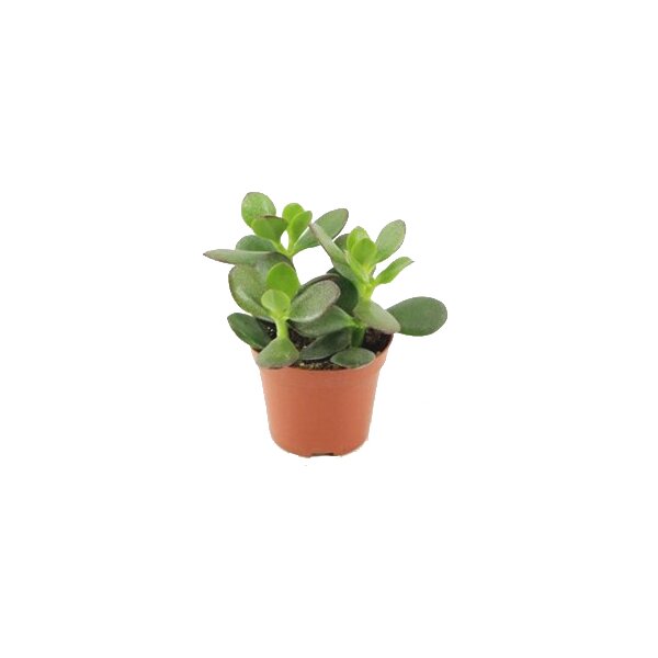 Geldbaum, (Crassula ovata), im 8,5cm Topf, ca. 10cm hoch