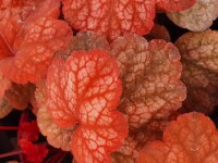 Purpurgl&ouml;ckchen (Heuchera), Sorte: Amber Lady, im 12cm Topf