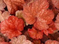 Purpurgl&ouml;ckchen (Heuchera), Sorte: Amber Lady, im 12cm Topf