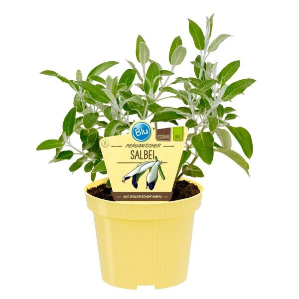 Bio Salbei Peruanischer Salbei (Salvia discolor) im 12cm Topf