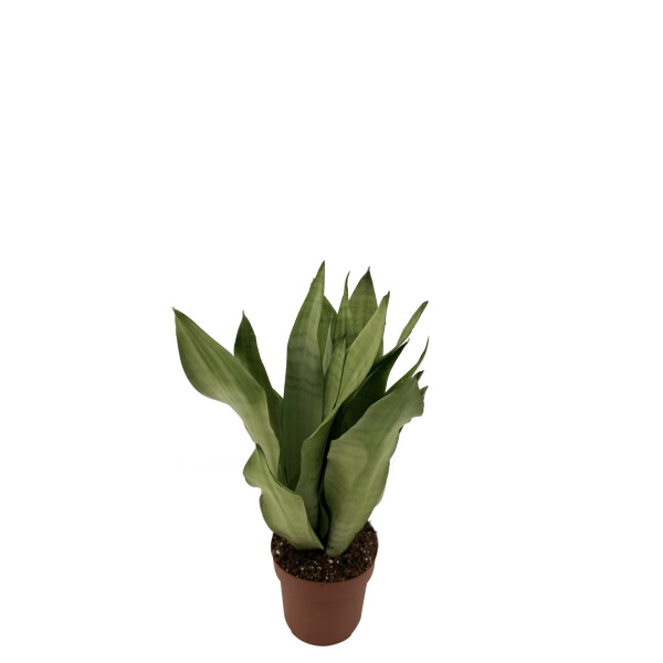 Sanseveria, (Sanseveria Moonshine), ca. 40cm hoch, 12cm Topf
