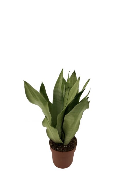 Sanseveria, (Sanseveria Moonshine), ca. 40cm hoch, 12cm Topf