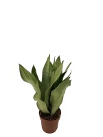 Sanseveria, (Sanseveria Moonshine), ca. 40cm hoch, 12cm Topf