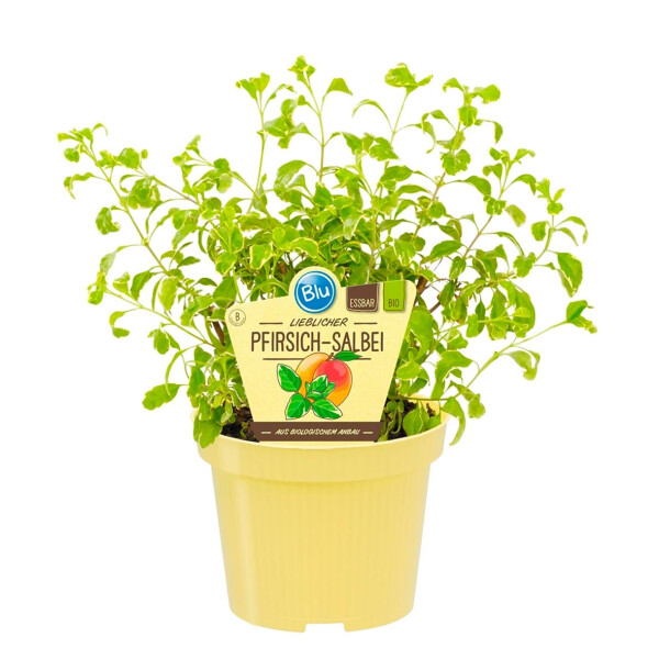 Bio Pfirsich-Salbei, (Salvia greggii variegata), im 12cm Topf