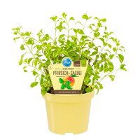 Bio Pfirsich-Salbei, (Salvia greggii variegata), im 12cm...