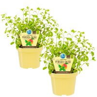 Bio Pfirsich-Salbei, (Salvia greggii variegata), je im...