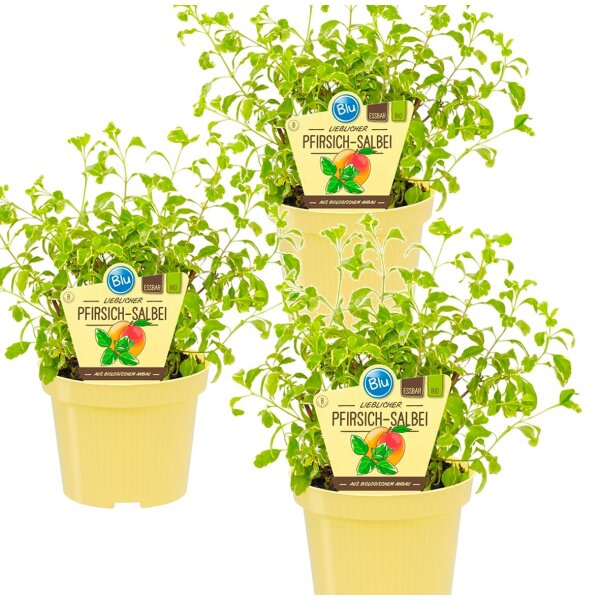 Bio Pfirsich-Salbei, (Salvia greggii variegata), je im 12cm Topf, 3 Pflanzen im Set