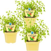 Bio Pfirsich-Salbei, (Salvia greggii variegata), je im...