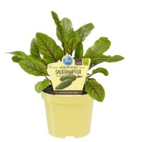 Bio Sauerampfer rotblättrig (Rumex sanguineus), im...